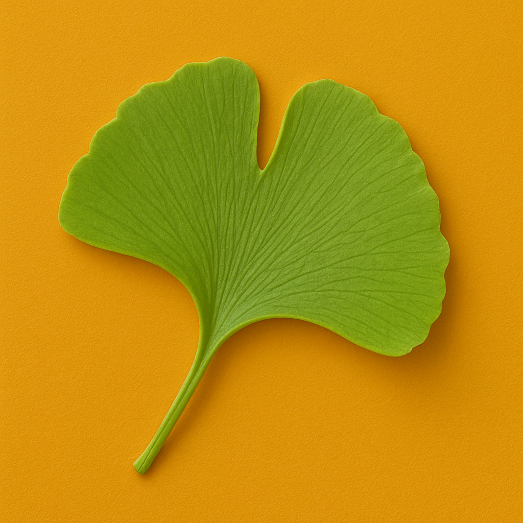 Ginkgo Leaf Extract image